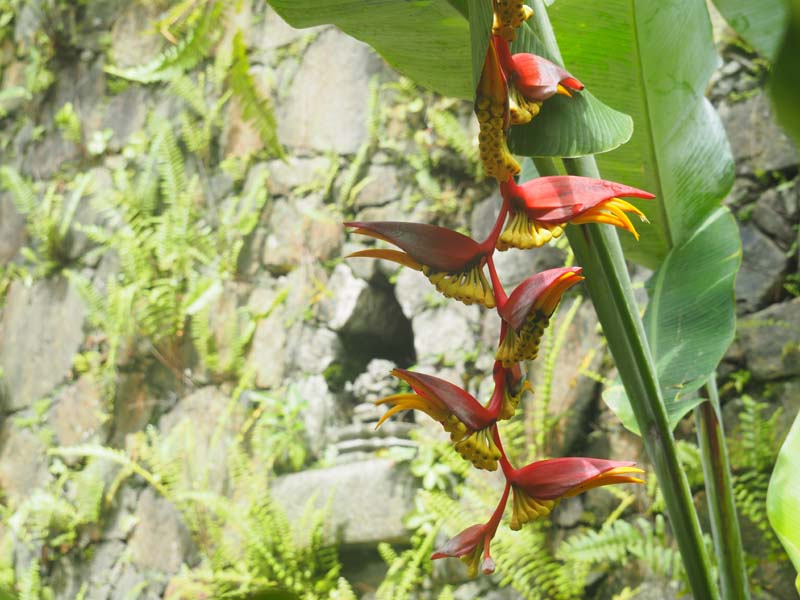 Living Heritage Koslanda