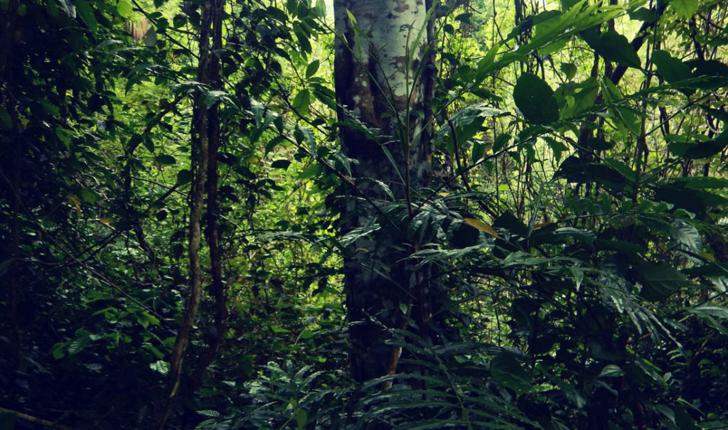 Living Heritage Koslanda