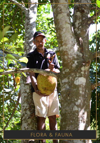 Living Heritage Koslanda