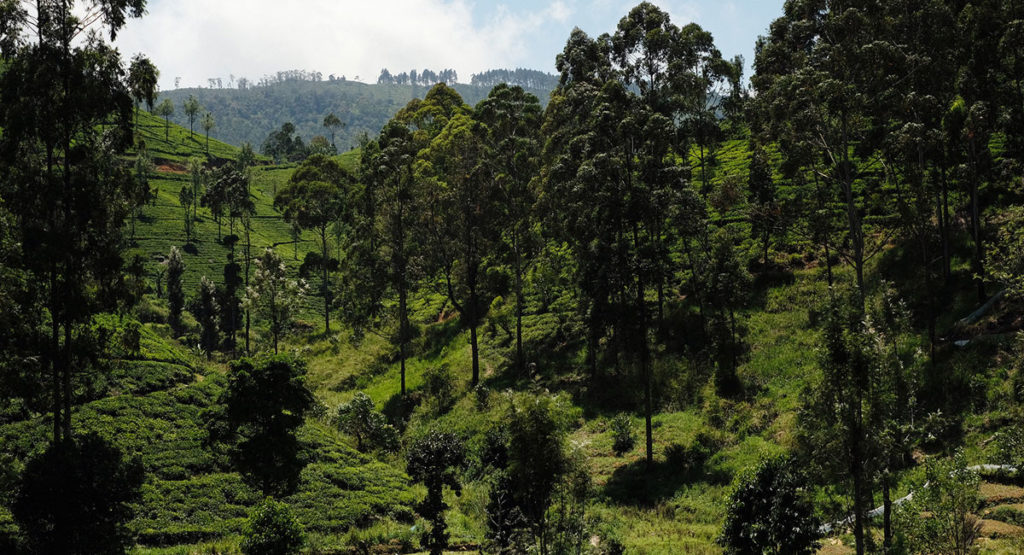 Living Heritage Koslanda